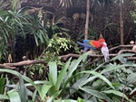 鹦鹉