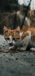 猫 动物 图片