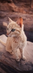 猫 动物 图片