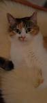 猫 动物 图片