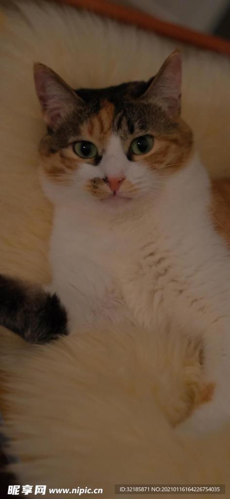 猫 动物 图片