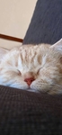 猫 动物 图片