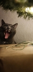 猫 动物 图片