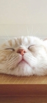 猫 动物 图片