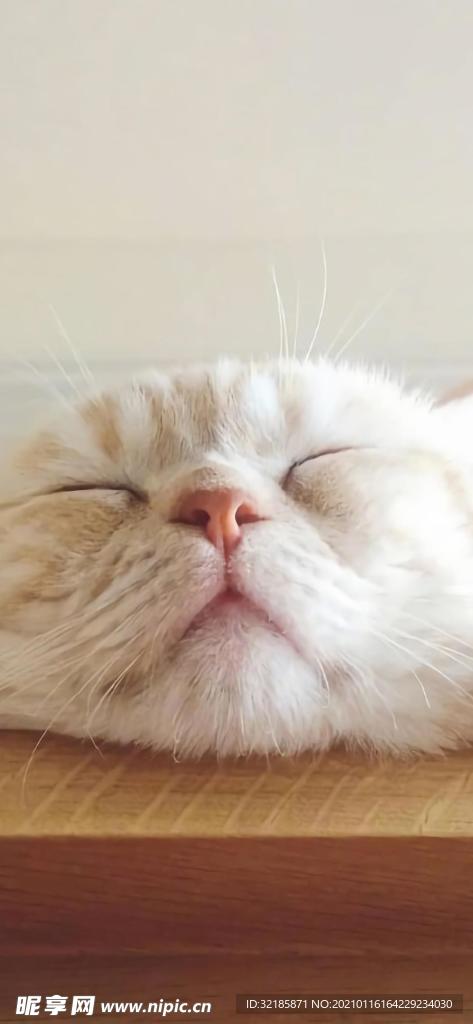 猫 动物 图片