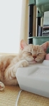 猫 动物 图片