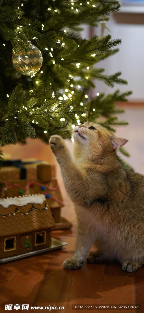 猫 动物 图片