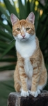 猫 动物 图片