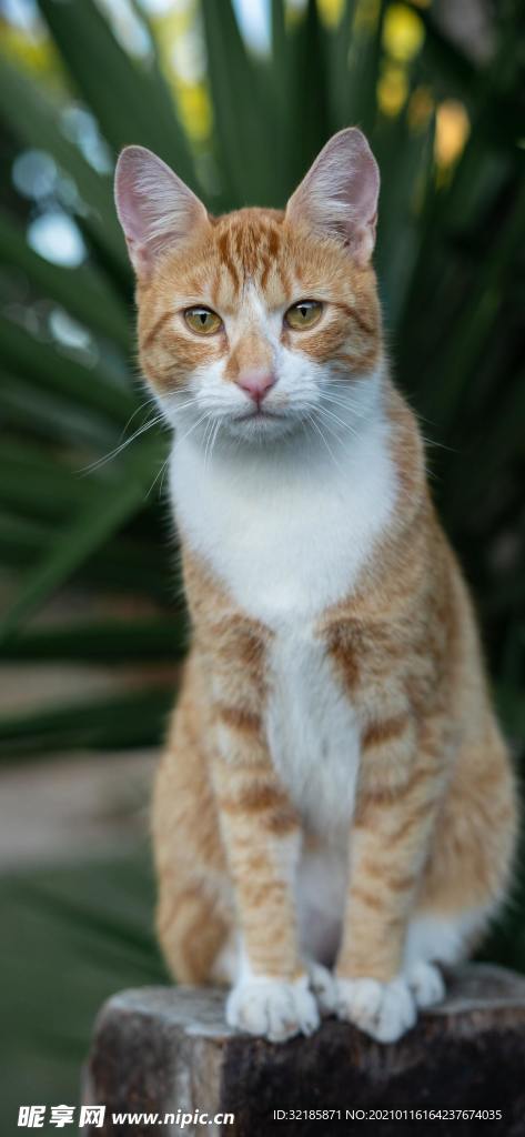 猫 动物 图片