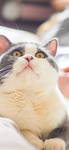 猫 动物 图片