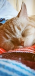 猫 动物 图片
