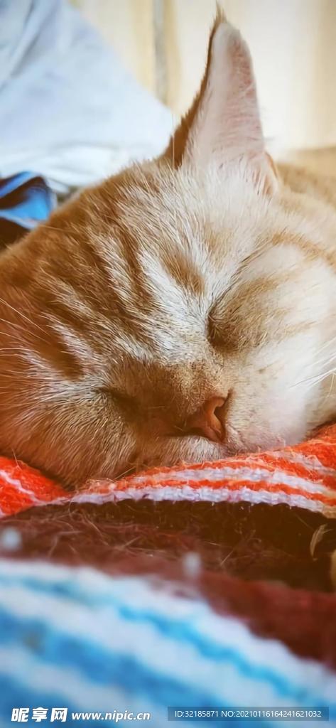 猫 动物 图片