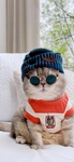 猫 动物 图片