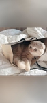 猫 动物 图片