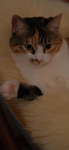 猫 动物 图片