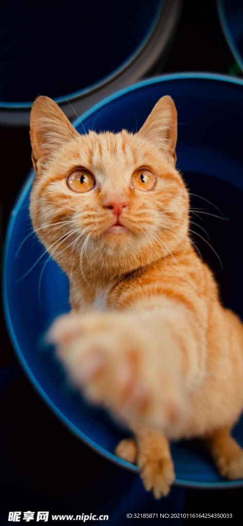猫 动物 图片