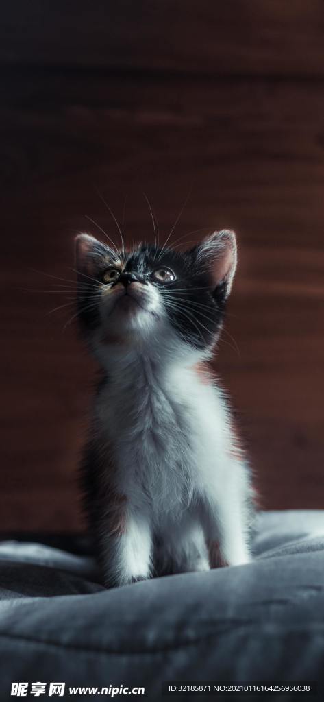 猫 动物 图片