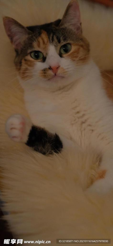 猫   动物   图片