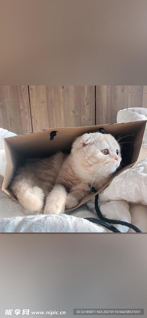 猫   动物   图片