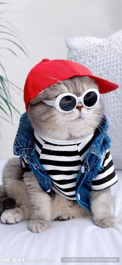 猫 动物 图片