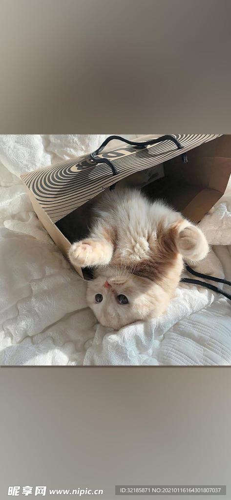 猫 动物 图片