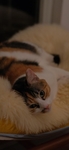 猫 动物 图片