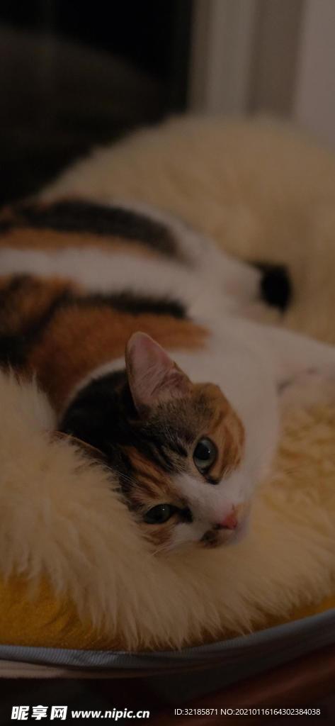猫 动物 图片