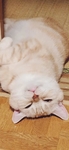 猫 动物 图片