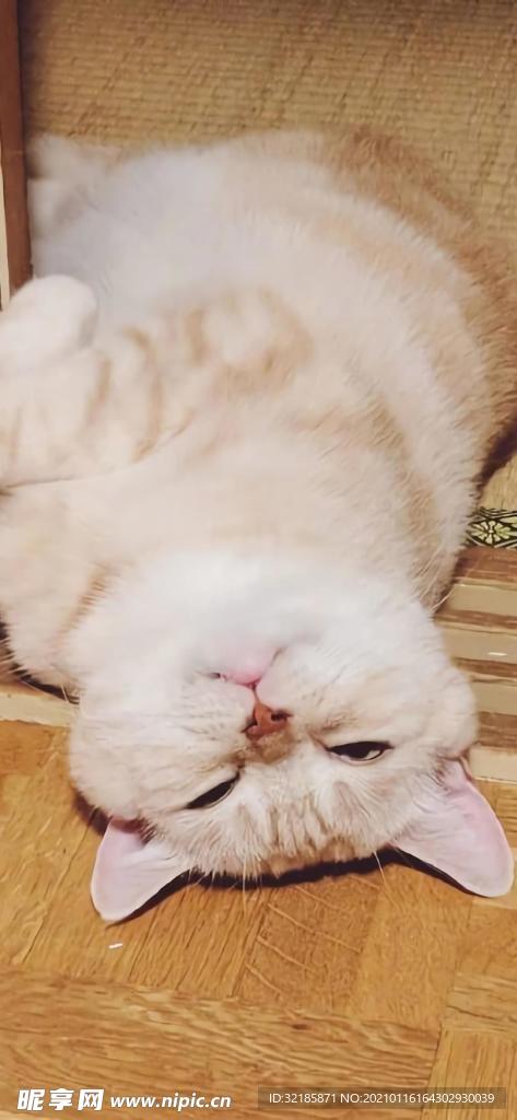 猫 动物 图片
