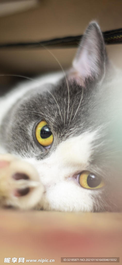 猫 动物 图片