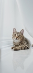 猫 动物 图片