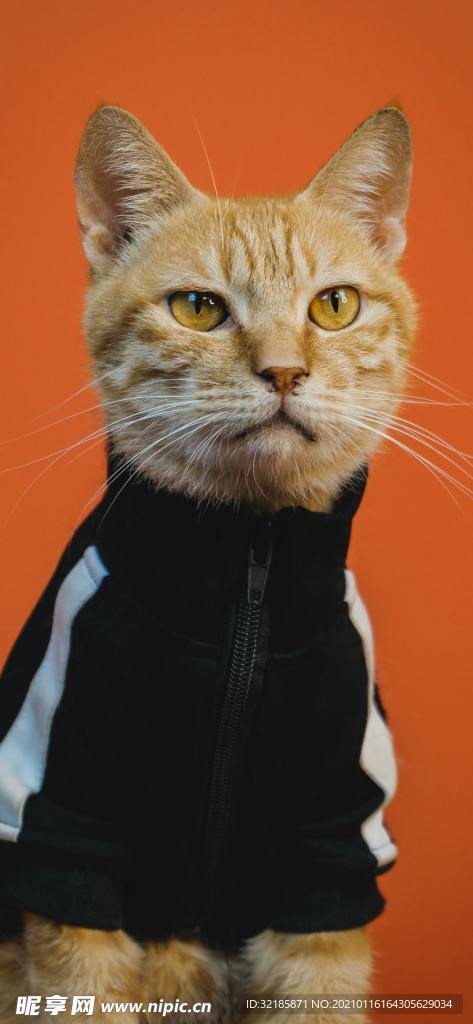 猫   动物  图片