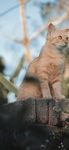 猫   动物   图片