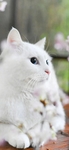 猫   动物   图片