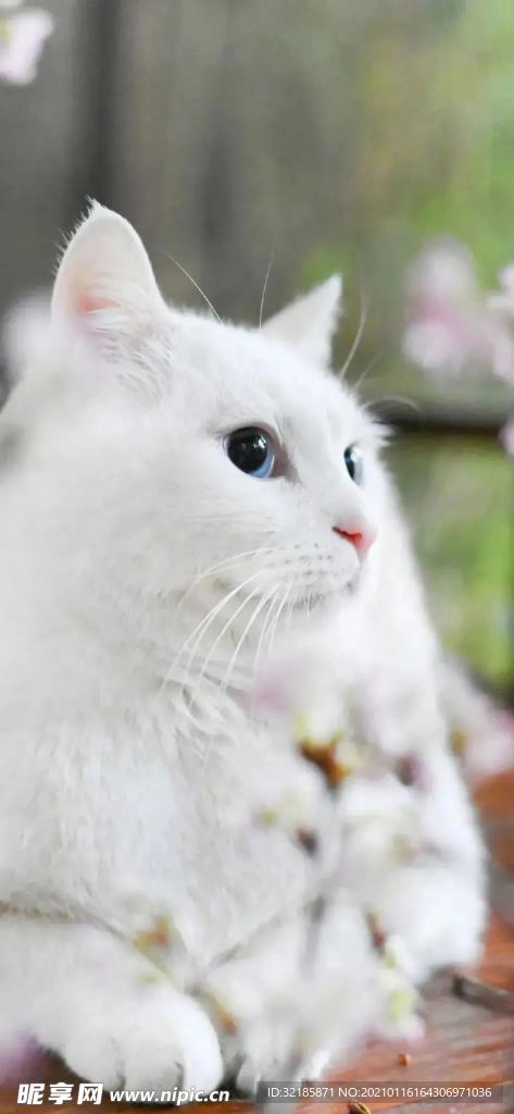 猫   动物   图片