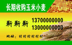 收购玉米小麦