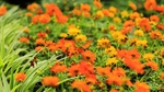 花草