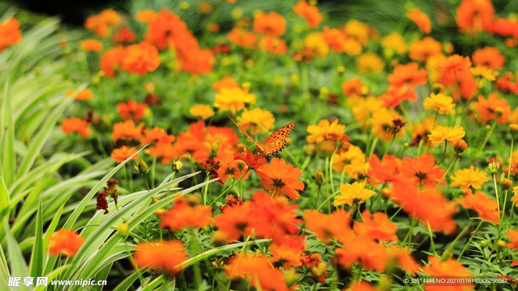 花草