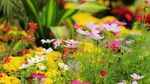 花花草草