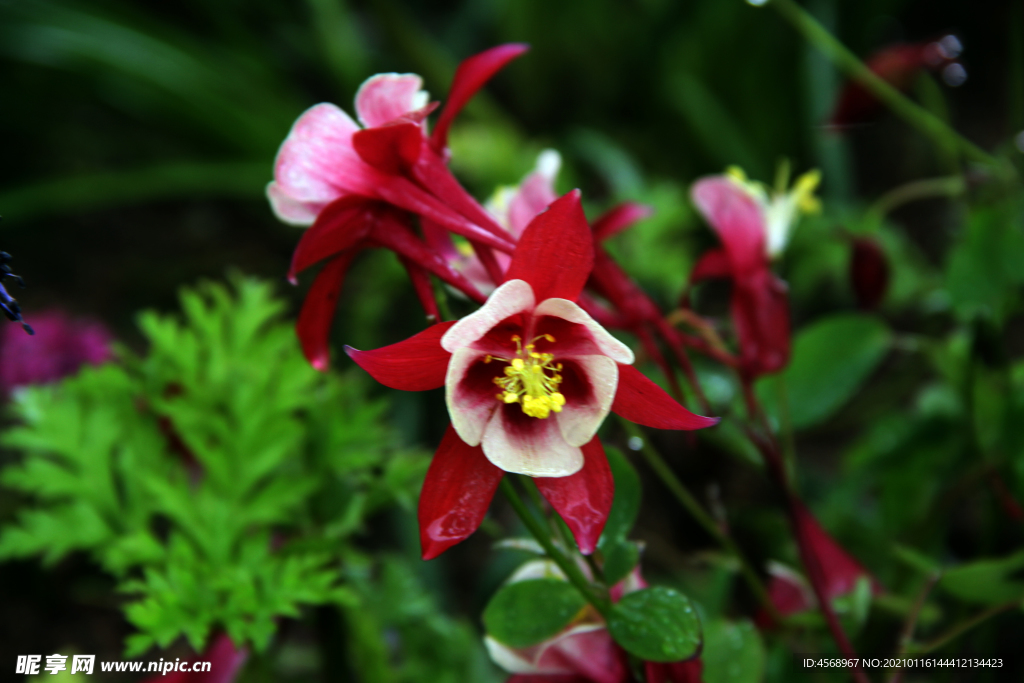 蒌斗菜