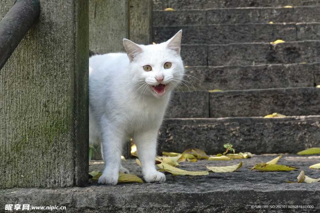 台阶上的白色猫咪