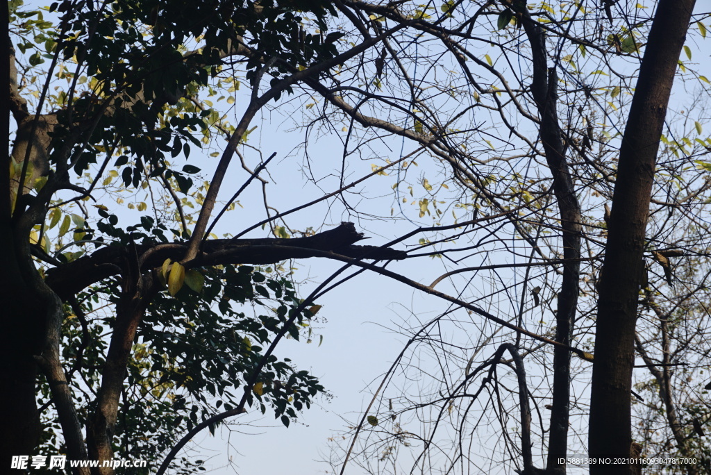 秋冬季节树枝天空