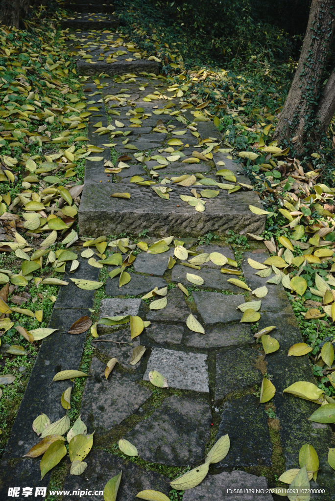 黄色落叶石板台阶