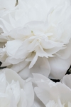 白色花蕾