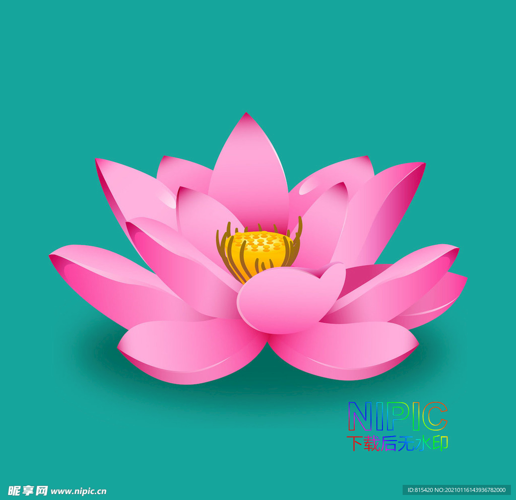 荷花