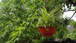 绿色植物