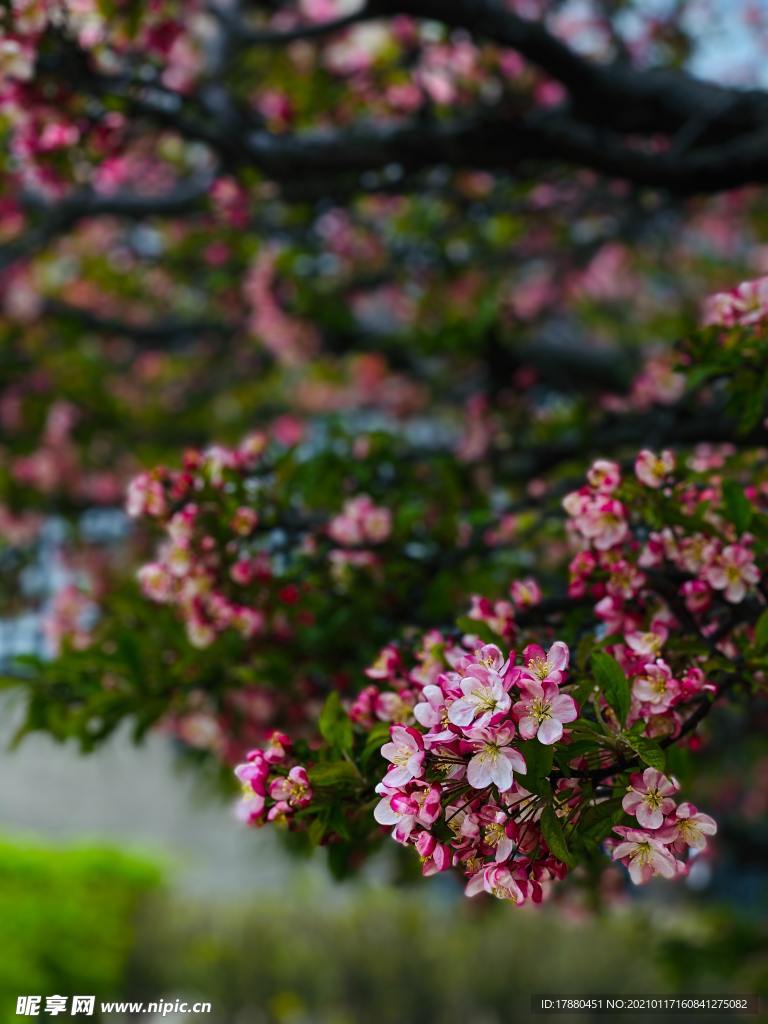 花卉
