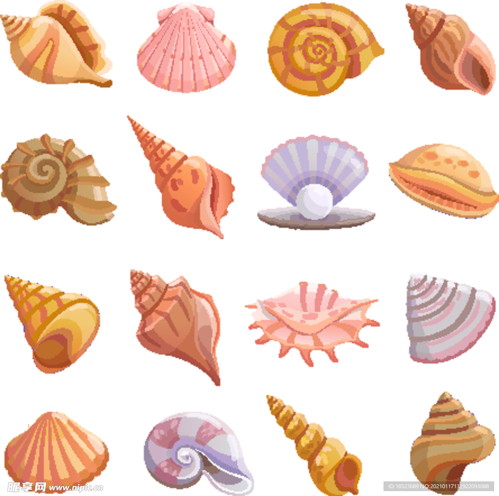 海贝壳