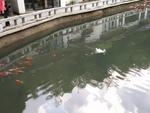 鸭子