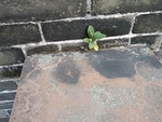 小树